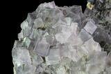 Cluster Of Cubic, Purple Fluorite Crystals - China #87002-2